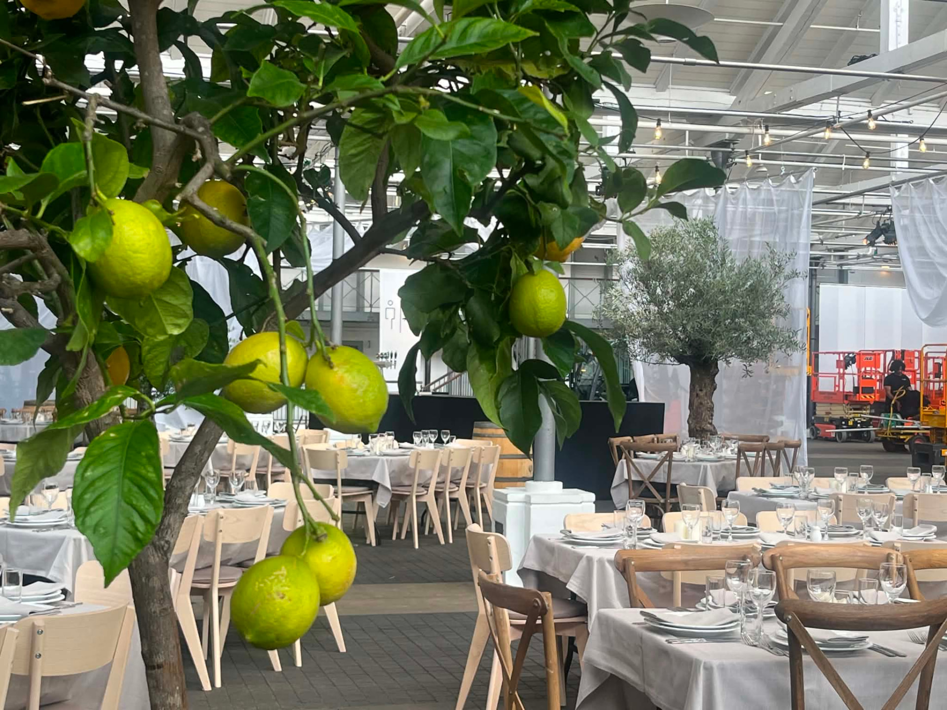 Citrustræer som grøn ramme om et festligt dækket selskabslokale